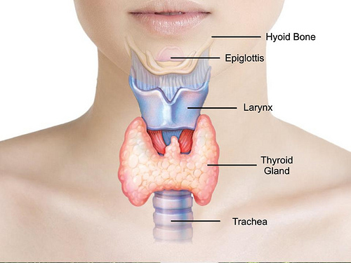 Thyroid Doctors